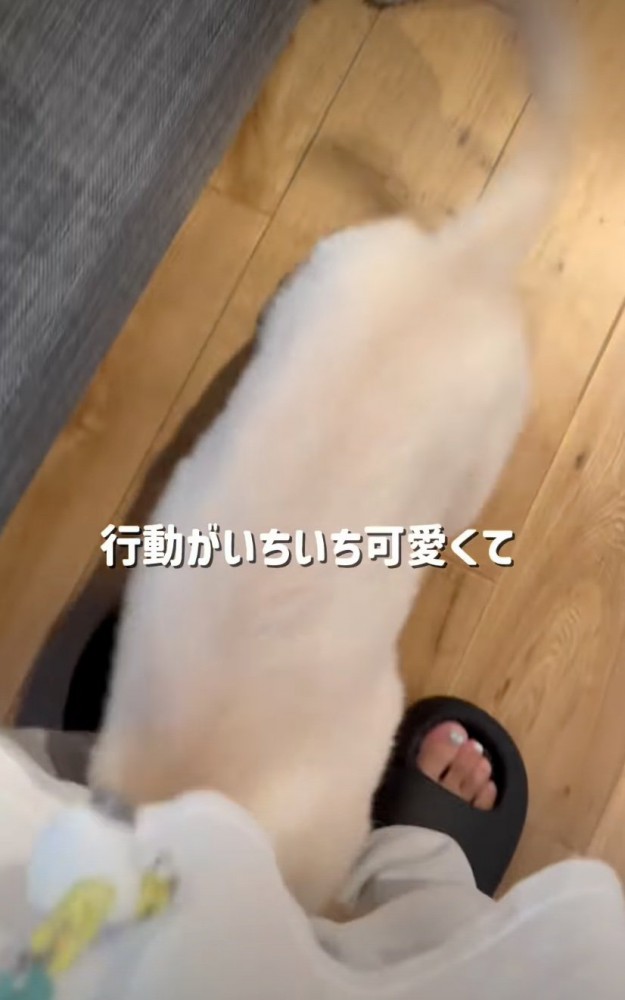 足の間に入る子犬