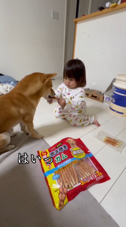 女の子が持っていたおやつを口で受け取る犬