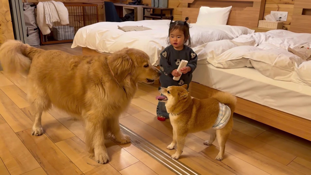 呆然と眺めるほのちゃん