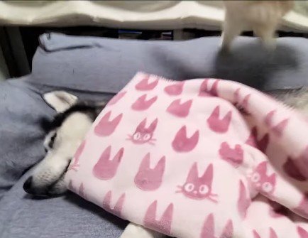 緊急避難するじゅんちゃん