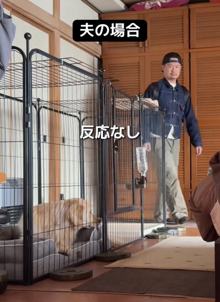 ベッドに伏せる犬