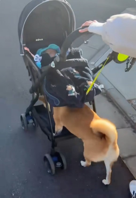 ベビーカーを押すすももちゃん