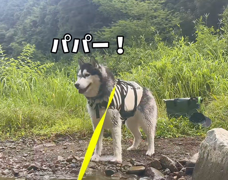川辺から川に浮かんでいる男性を見つめるハスキー犬