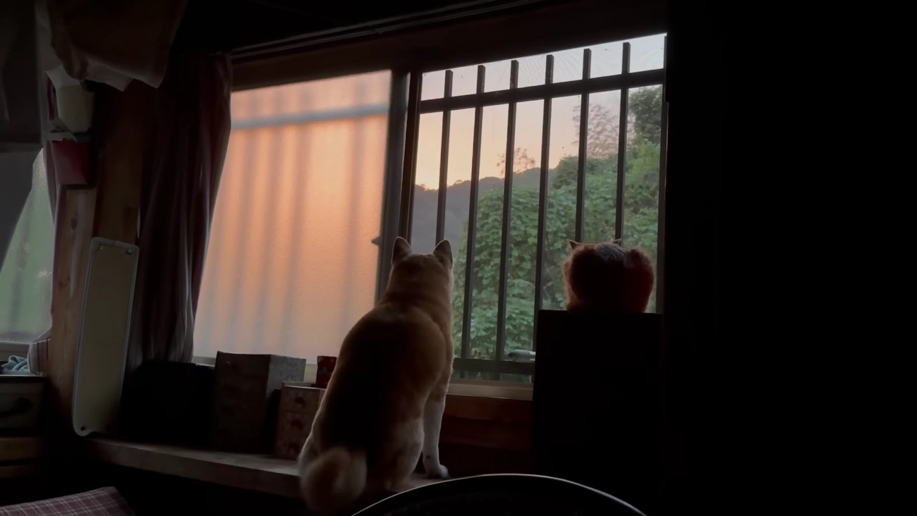 12歳のおばあちゃん犬