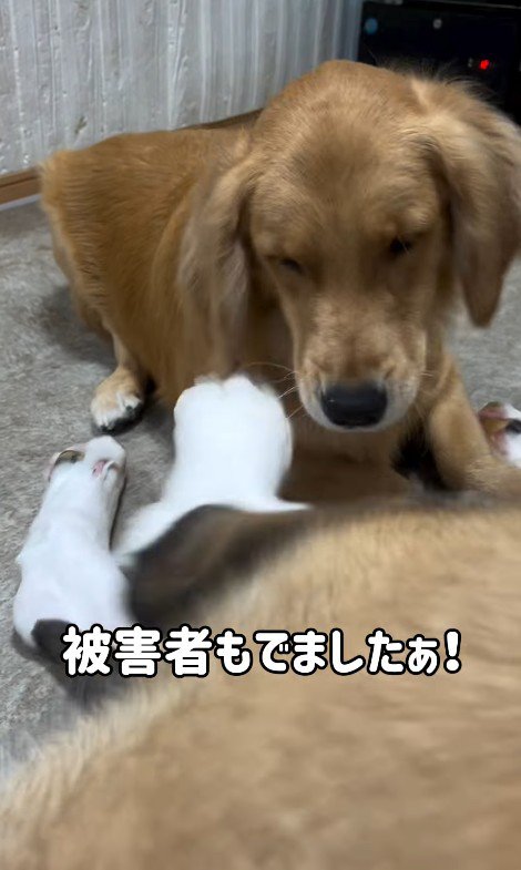 首をかくのが下手なむちゃ君⑩