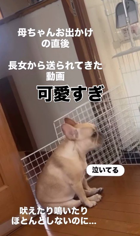 ママさん外出後のこむぎちゃん7