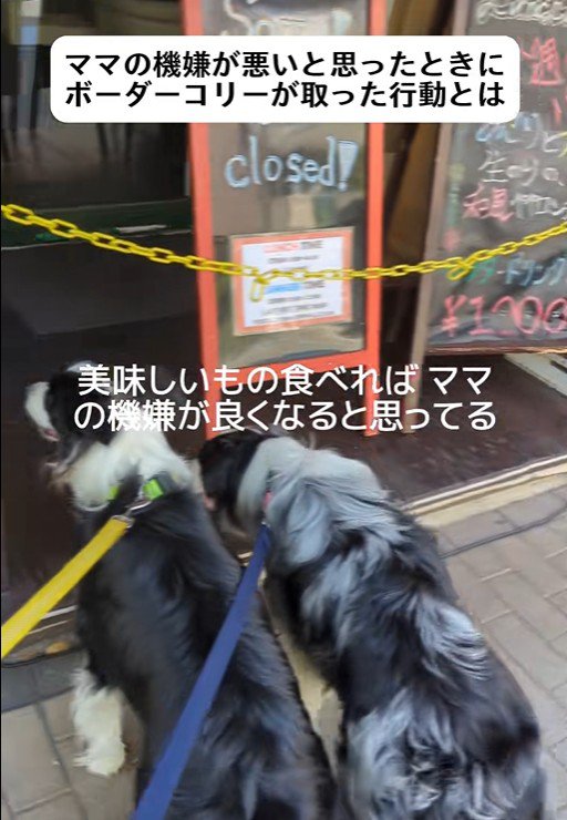 ママの機嫌が悪い時のワンコたちの行動3