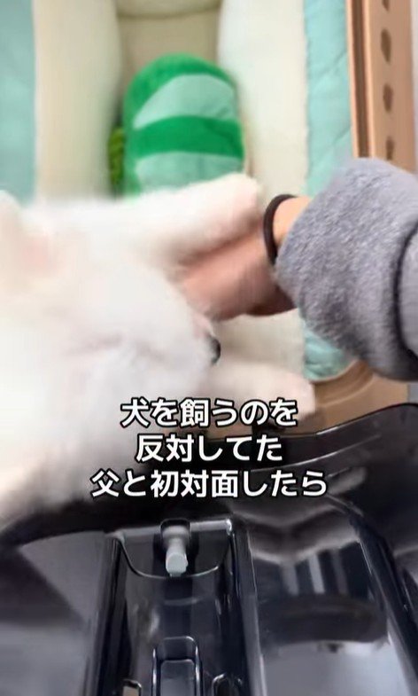 八角くんとお父さんの初対面