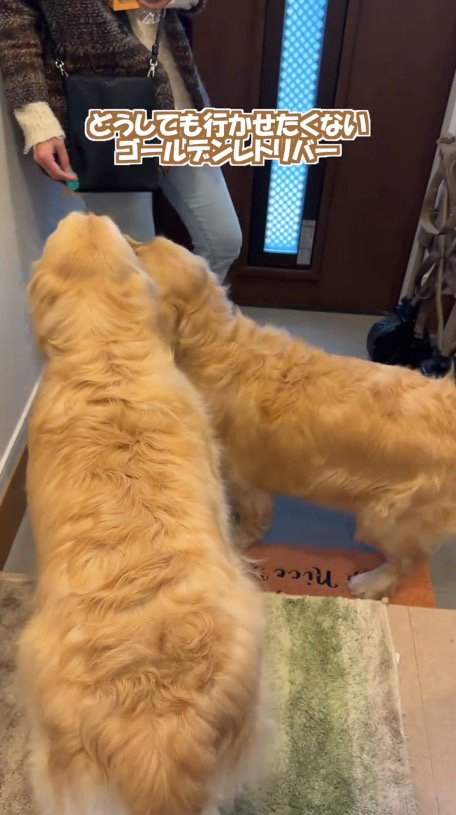 靴を履いた女性を見つめる2頭の犬