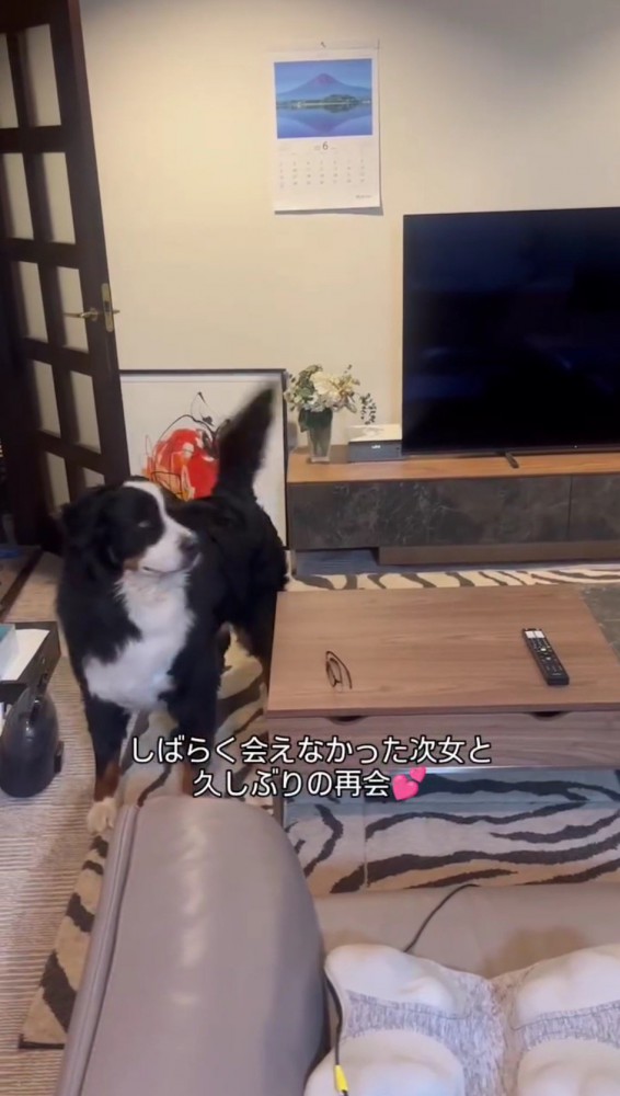 カーテンの方へ顔を向ける犬