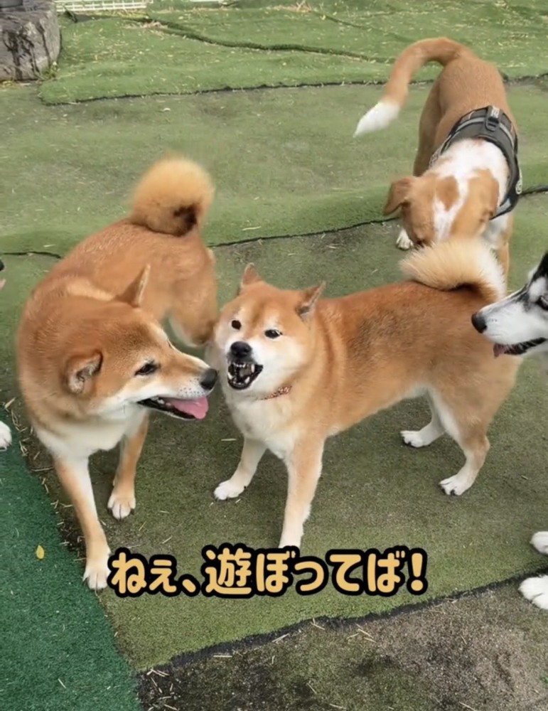 並んだ犬たちを見つめる柴犬