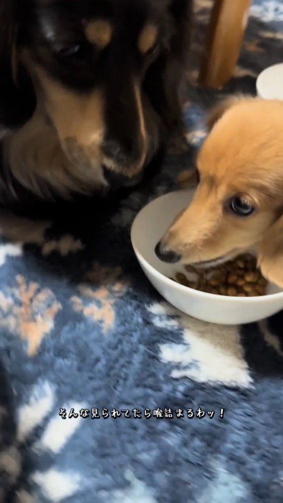 黒い犬に見られて視線を泳がせる茶色い犬