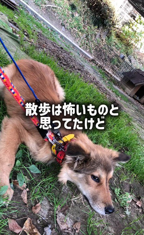 ラッキーくんの変化5