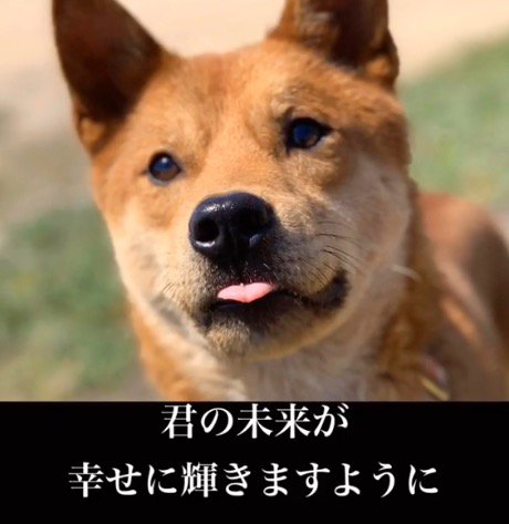 舌を出して投稿者を見上げる茶色い犬
