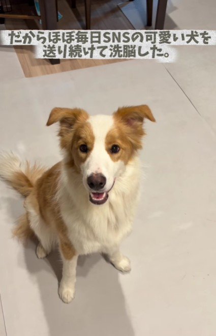 わんこの画像で猛アピール！！