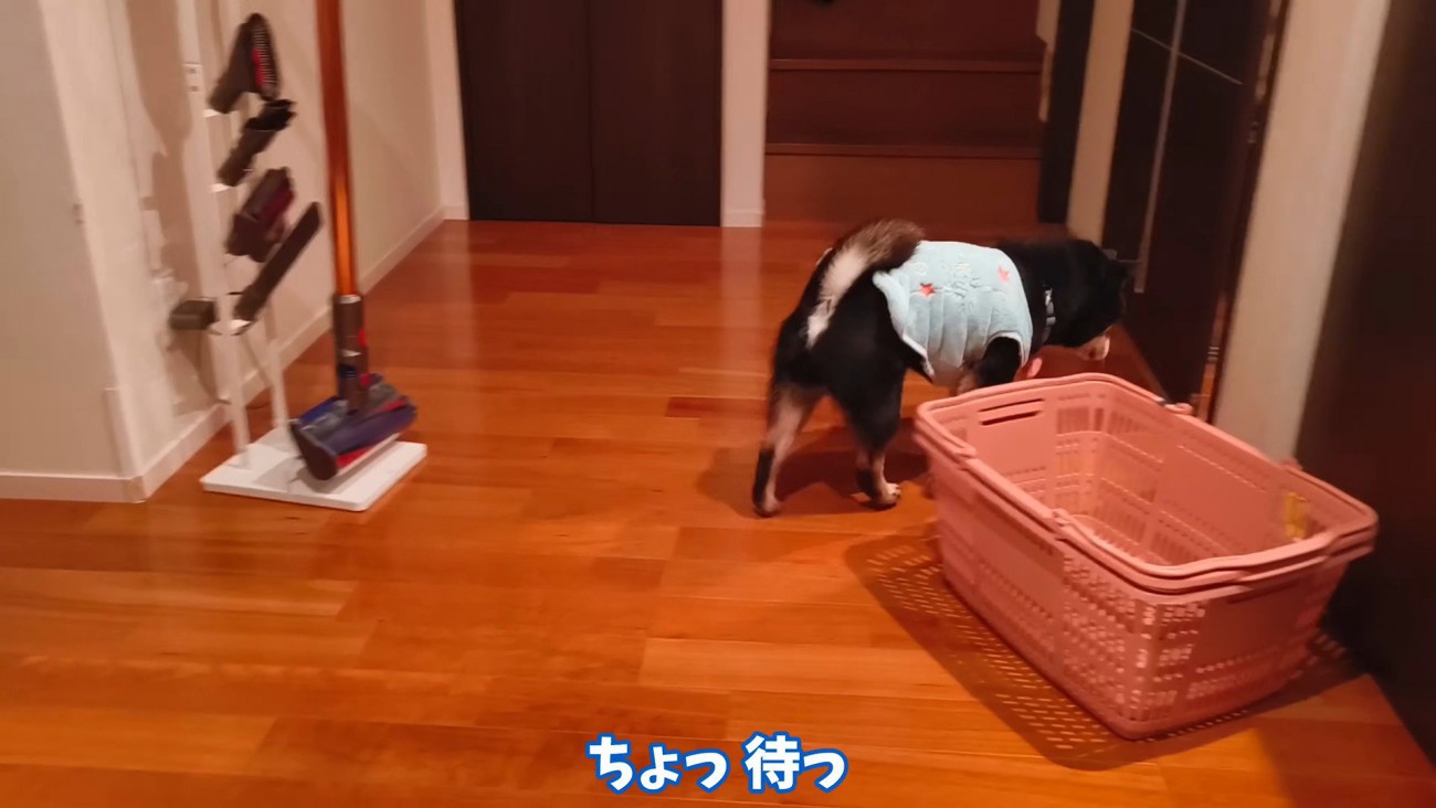 飼い主さんを置いて部屋へ…！