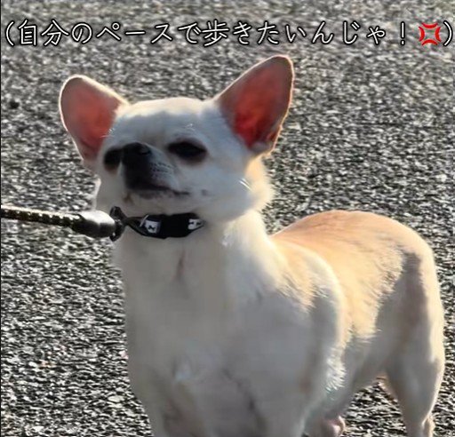 チワワ3匹とお散歩5