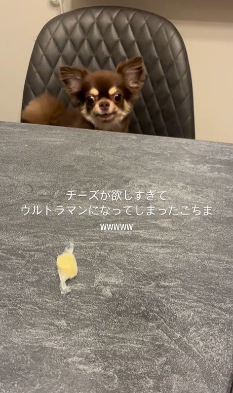 チーズを取りたいココちゃん9