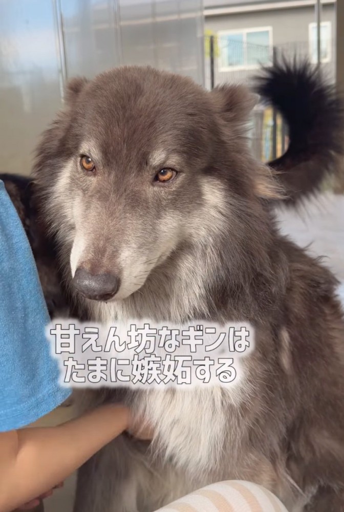 撫でられるウルフドッグ