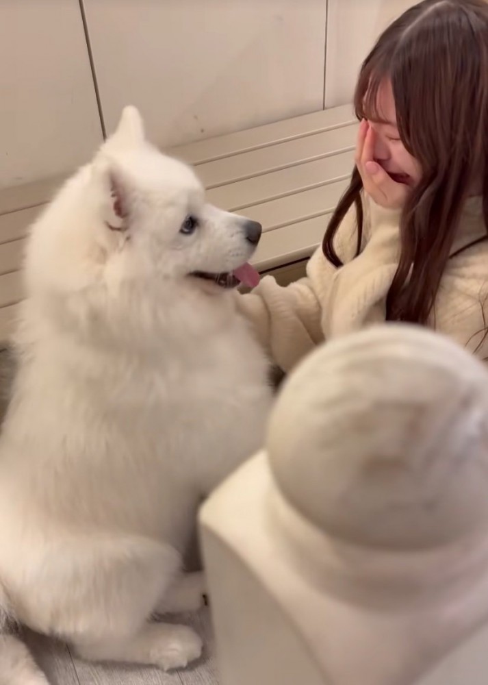 顔を見つめる大型犬