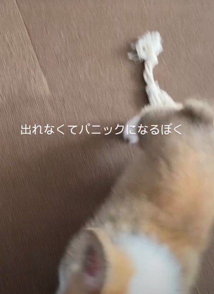 大喜びでママの元へ♡
