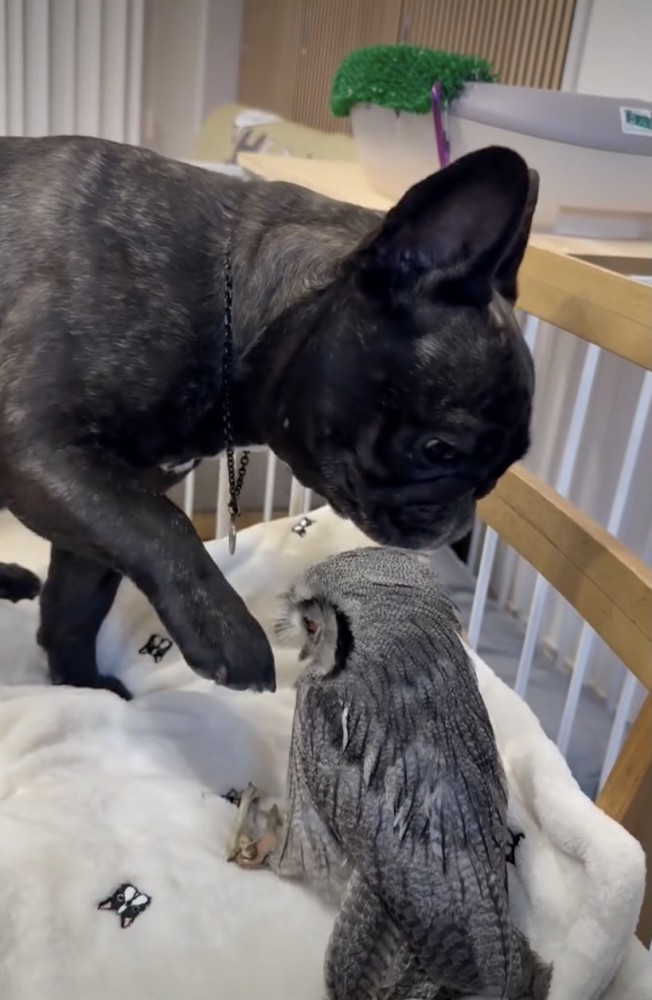 ツンツンは慎重に…