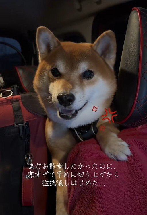 はなまる君の猛抗議4