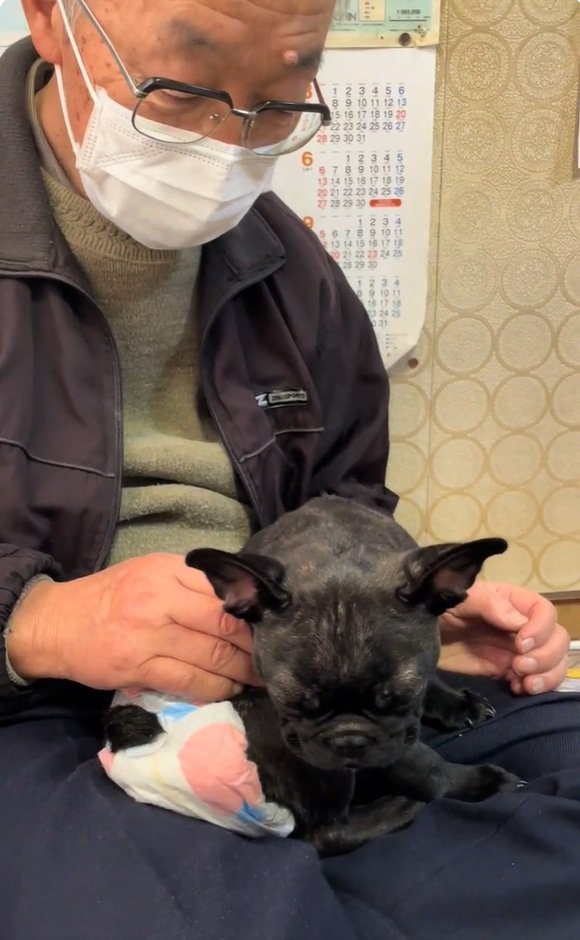 またウトウトするぶーちゃん