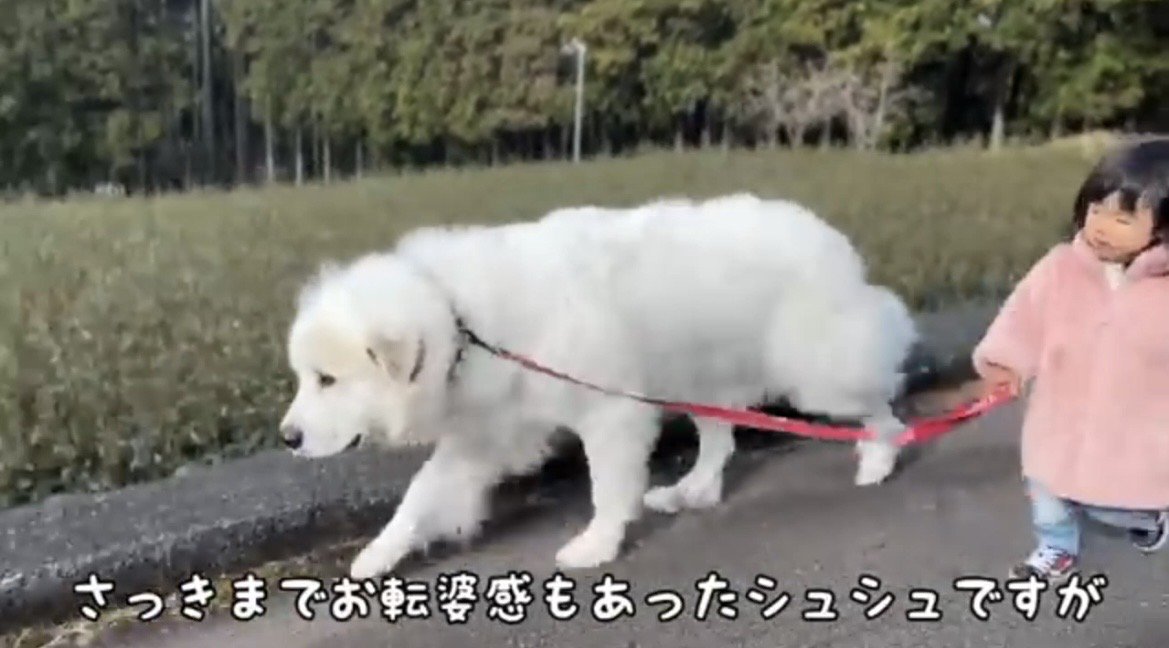 道を歩く犬と子ども