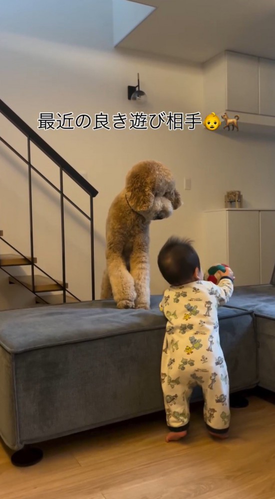 犬が落としたボールを掴む赤ちゃん