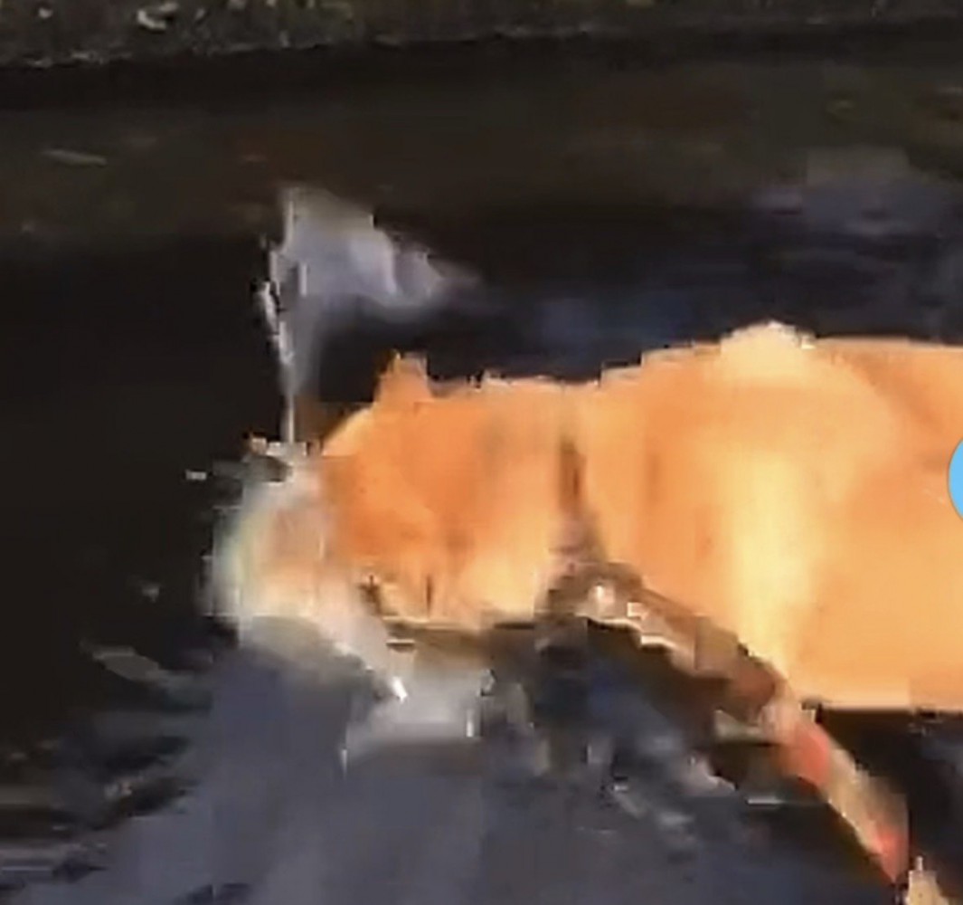 水に突っ込む犬