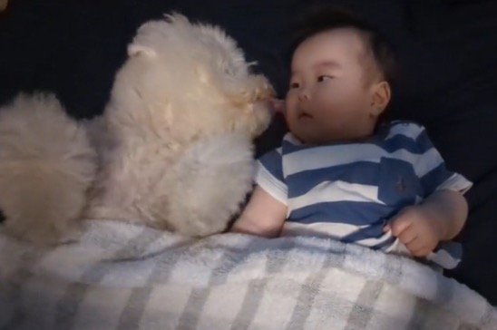 自分を見つめてくる赤ちゃんの頬を舐める犬