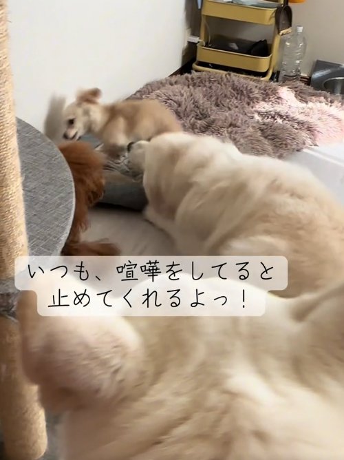 横向きの犬