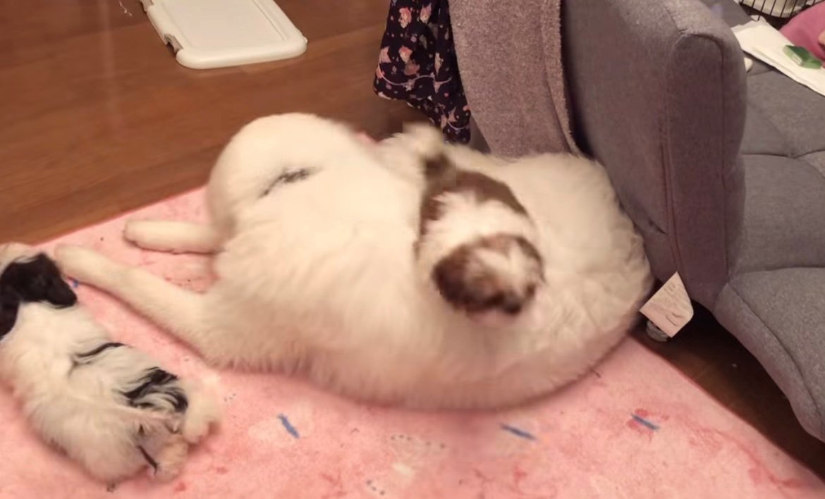 大型犬の背中に飛び乗る犬