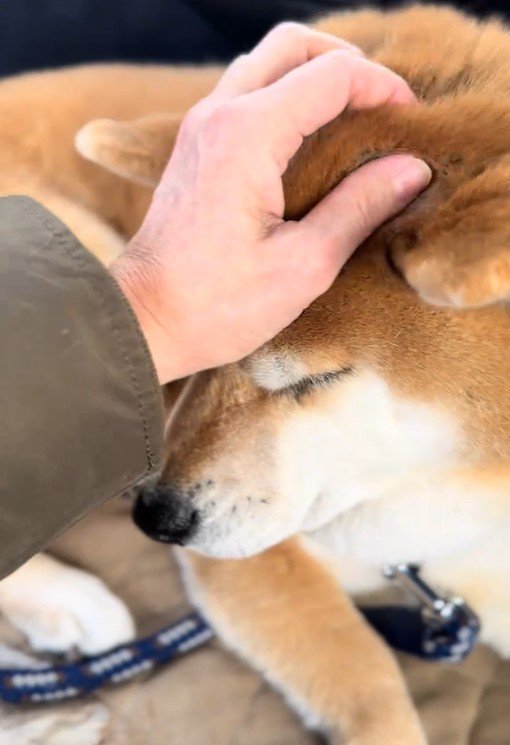 ナデナデしても…