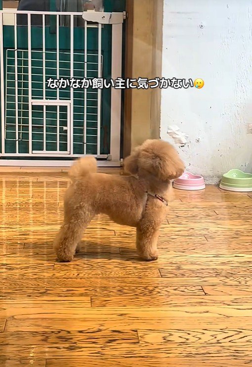 あられちゃんのお迎えに来たら…