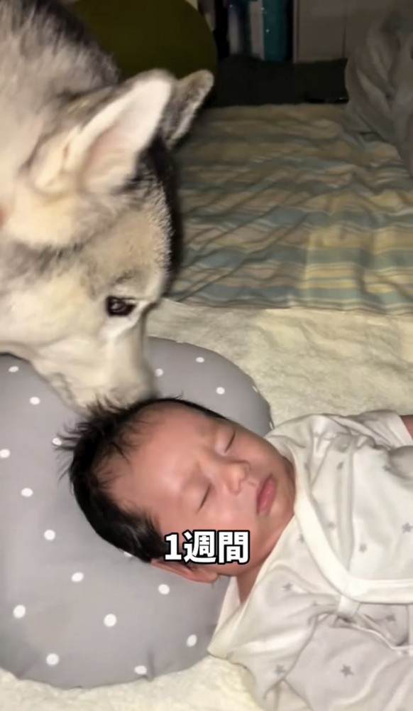 眠る赤ちゃんの頭に鼻を寄せる犬