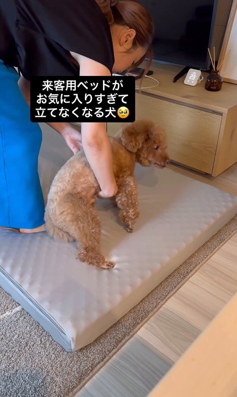 来客用のベッドが気に入ったレオくん3