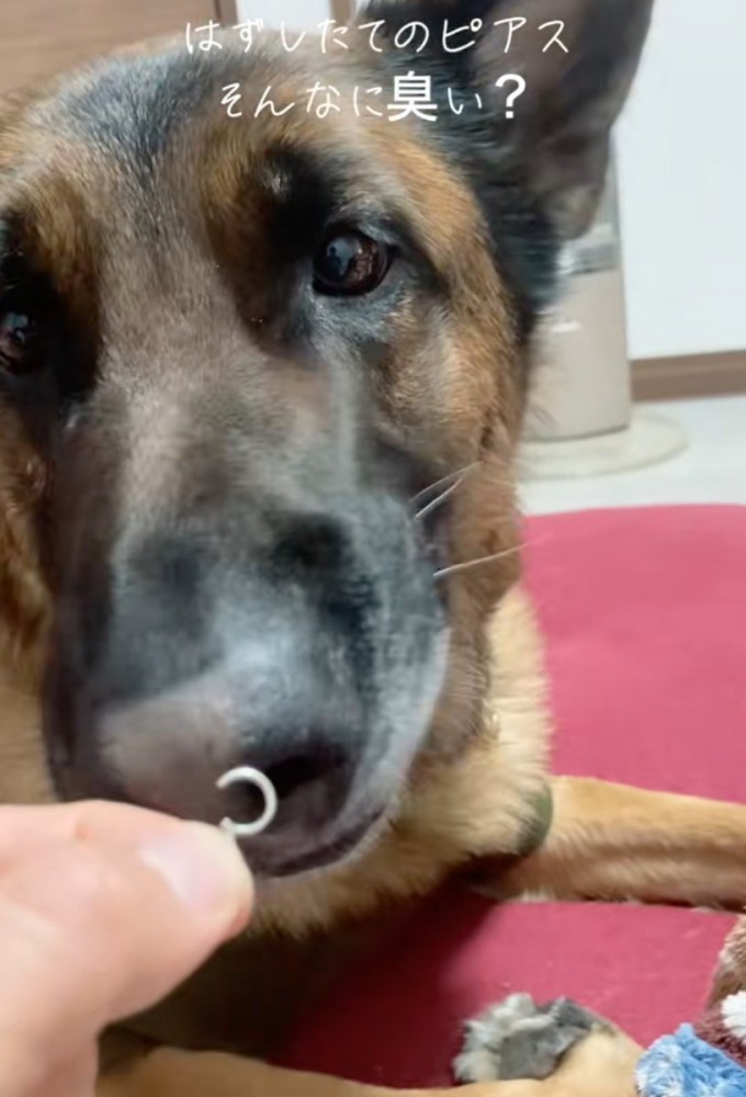 ピアスに顔を近づける犬