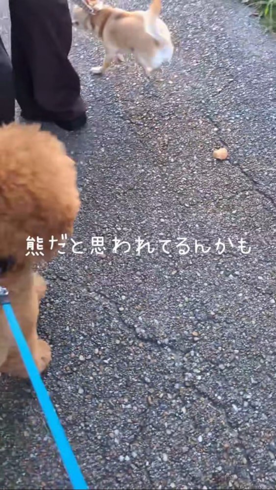 トイプードルから逃げるチワワ