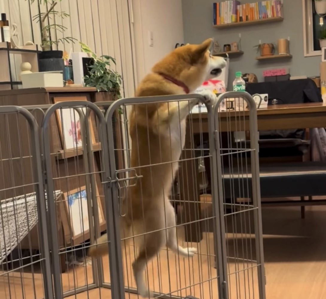 前足で柵をつかむ犬