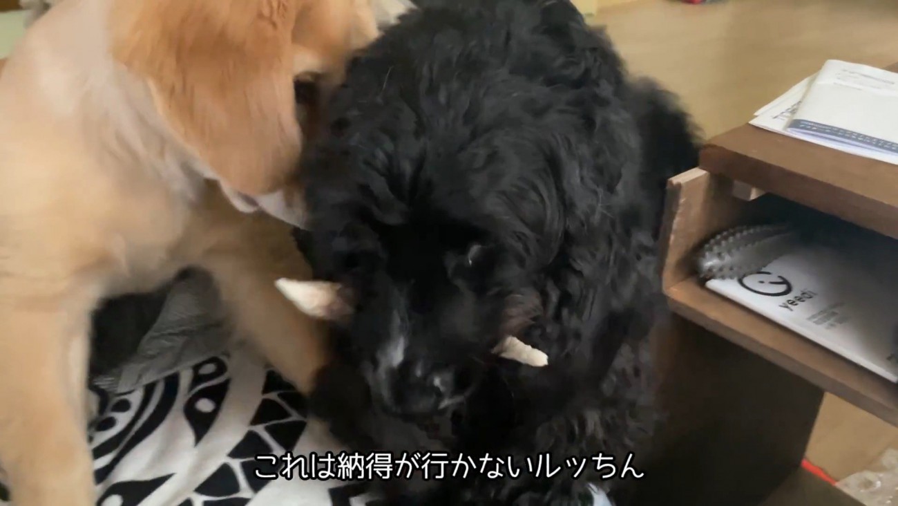 「そこは僕の席！」と間に入るルーク君