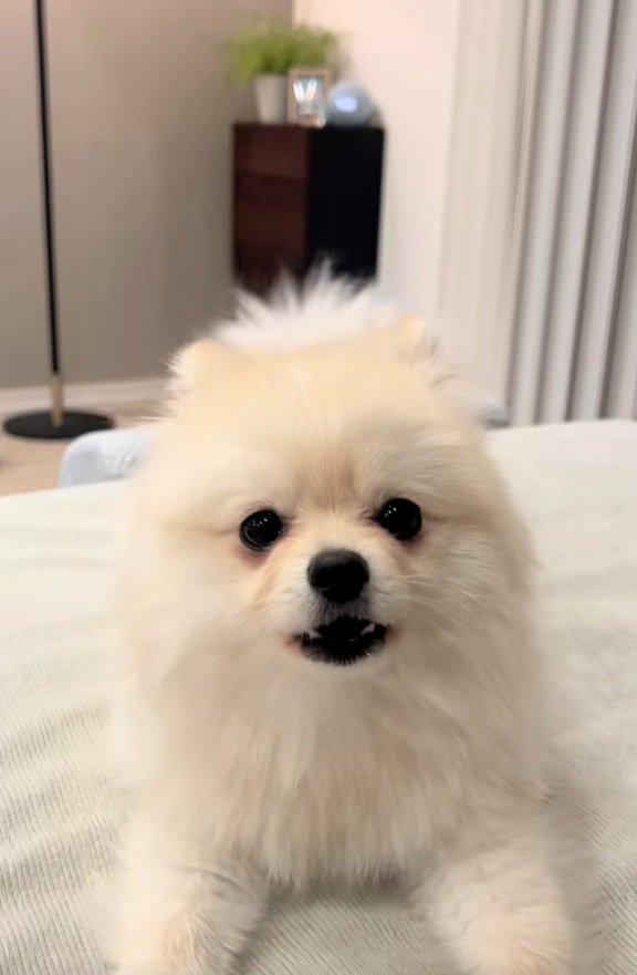 かまってほしいすいちゃん1