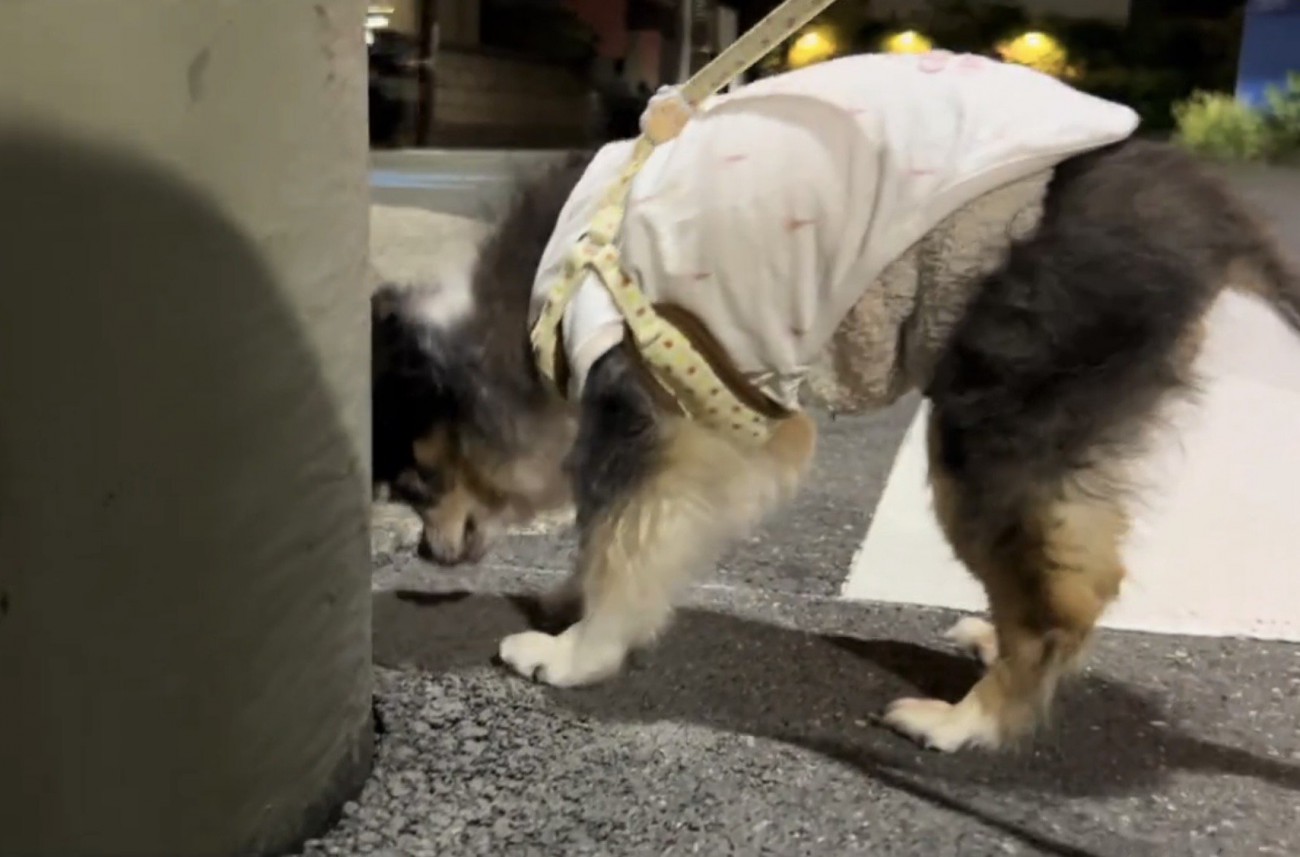 地面のにおいを嗅ぐ犬