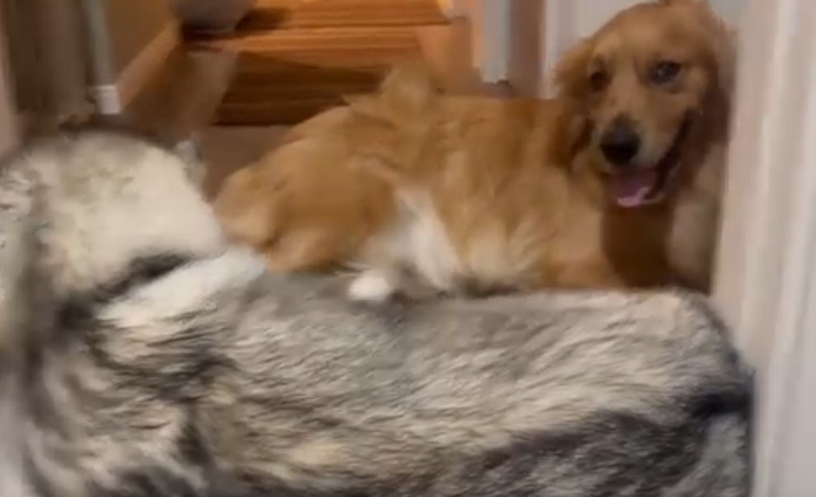 「弟が元気すぎる…」