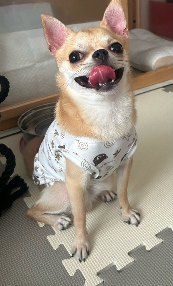 笑顔の小型犬