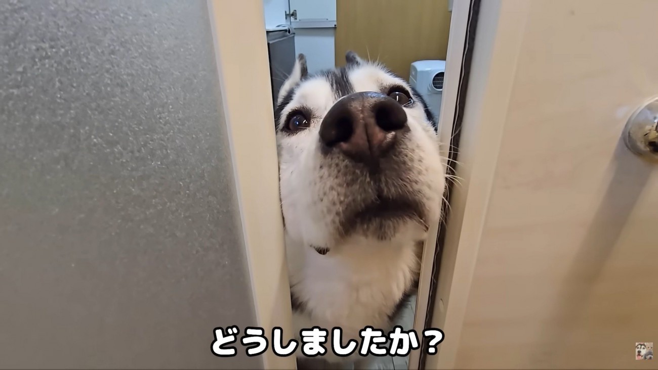 何かを訴えに来たはっちゃん