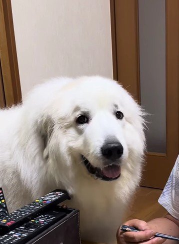 おじいちゃん！！