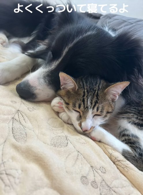 眠る中型犬と猫