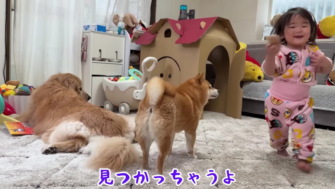 おもちゃ巡る攻防戦開始